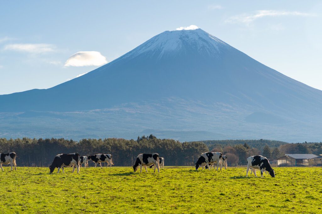 Japanese cows set to become kobe beef at the foot of Mt. Fuji