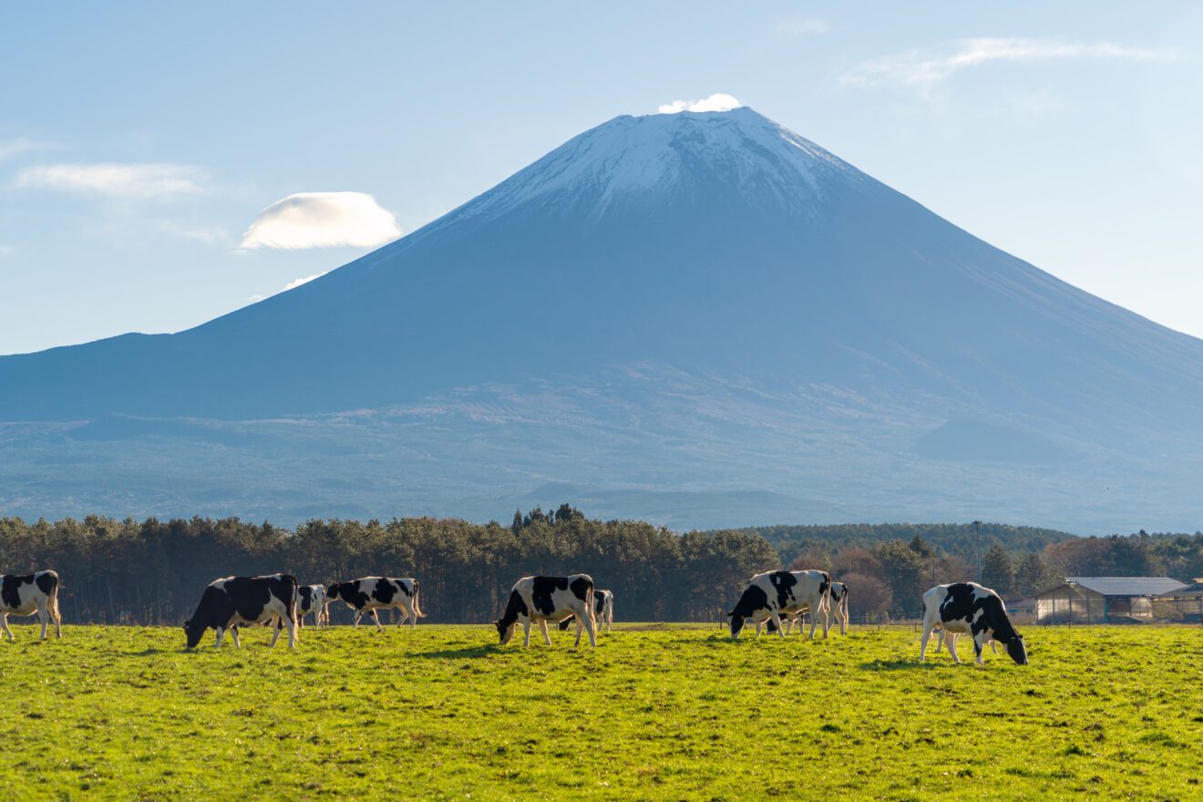 kobe-beef-what-makes-it-special-kobe-japanese-steakhouse